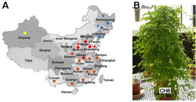 Sinorhizobium fredii Strains HH103 and NGR234 Form Nitrogen Fixing Nodules With Diverse Wild Soybeans (Glycine soja) From Central China but Are Ineffective on Northern China Accessions